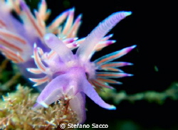 The colourful pretty face of a mediterranian nudi.. by Stefano Sacco 